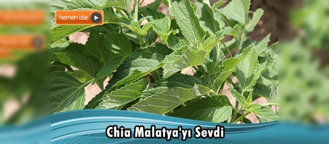 Kayısı memleketinde yeni ürün