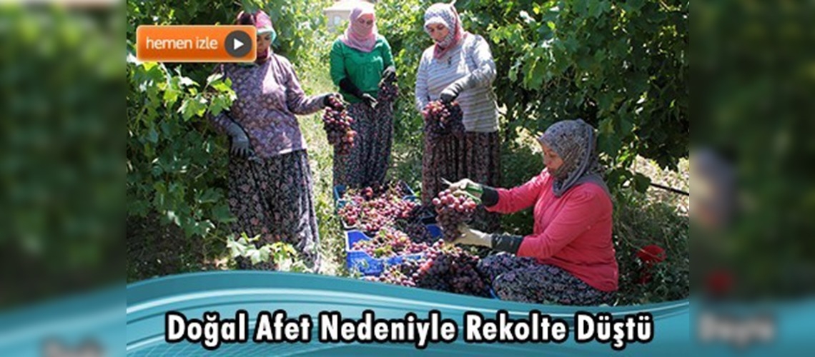 Manisa'da üzüm hasadı başladı