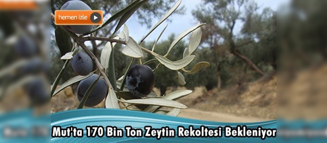 Mut, zeytin ve zeytinyağında altın yılını yaşıyor