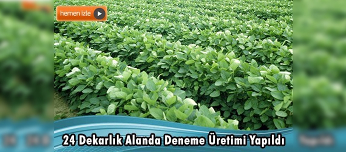 Söke'de soya fasulyesi, pamuğa alternatif oldu 