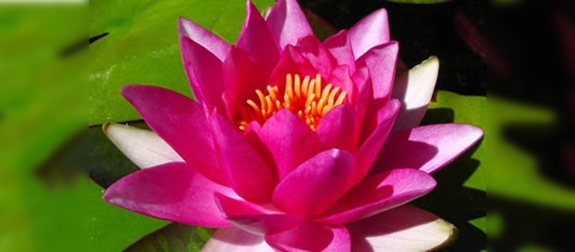 Türkiyenin çiçek haritası çıkarıldı