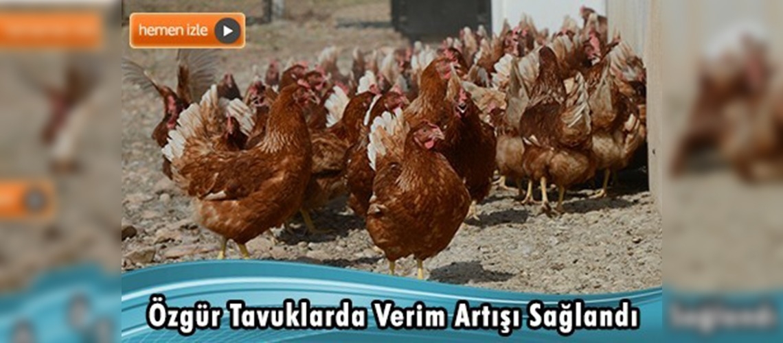 Denli: Tavukların konforu ne kadar artarsa verim ve kalite o derece artar