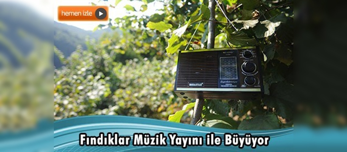 Fındık bahçesini müzikle koruyor 