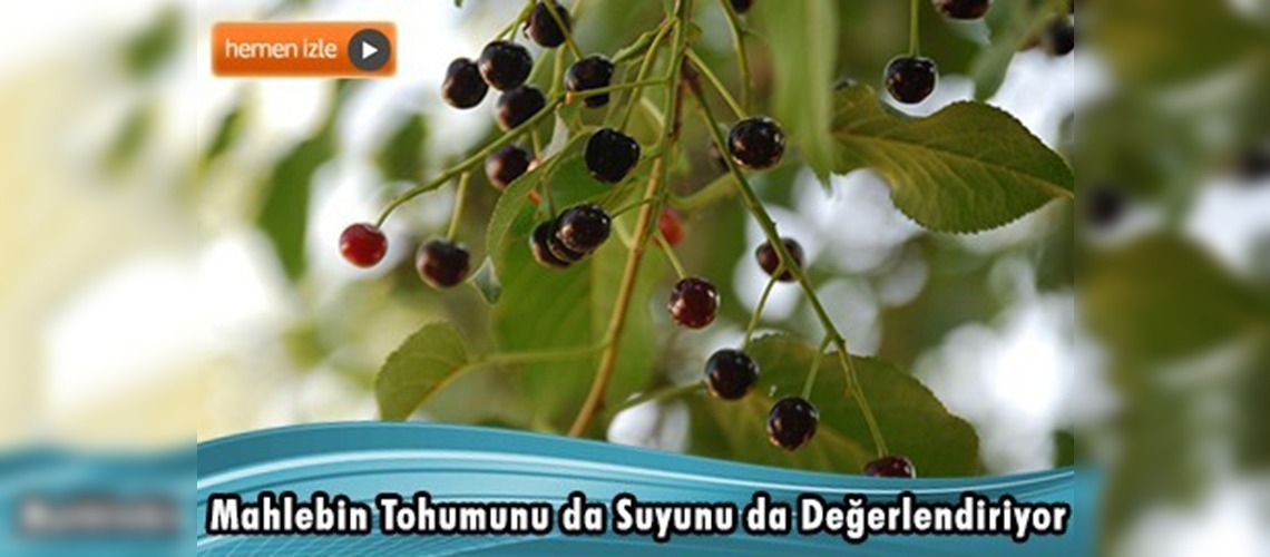 Verdiği mahlep tohumlarıyla milyonlarca fidan yetişiyor
