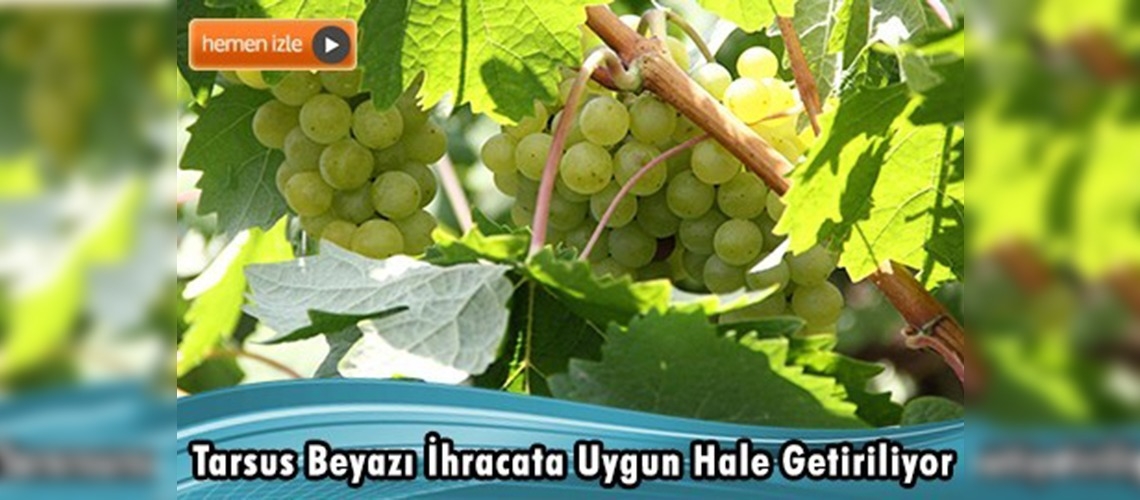 Üzümün sapını güçlendirip dünyaya satacaklar