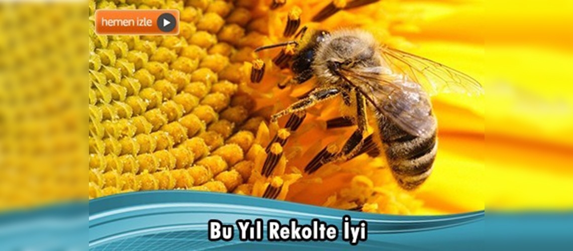 Trakya'da ayçiçeği balı hasadı başladı 