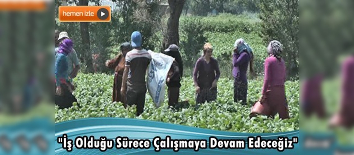 Fasulye hasadı Suriyelilere ekmek kapısı oldu 