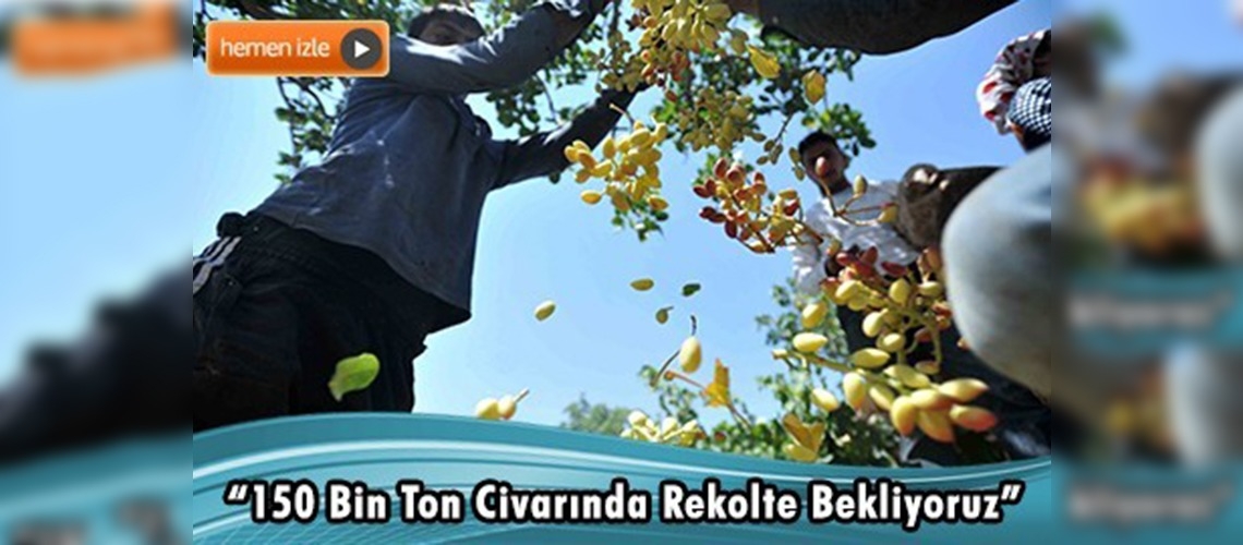 Antep fıstığı hasadı başladı 