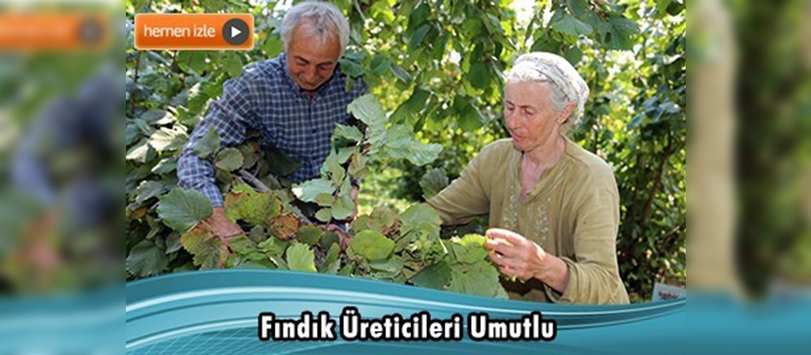 Fındıkta hasat zamanı 