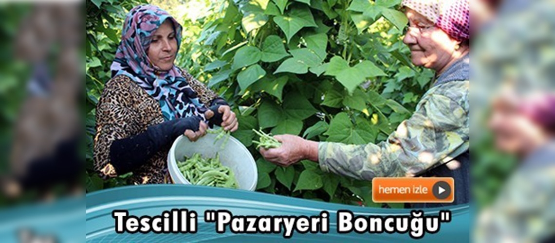 Tescilli ''Pazaryeri boncuğu''nun hasadına başlandı 