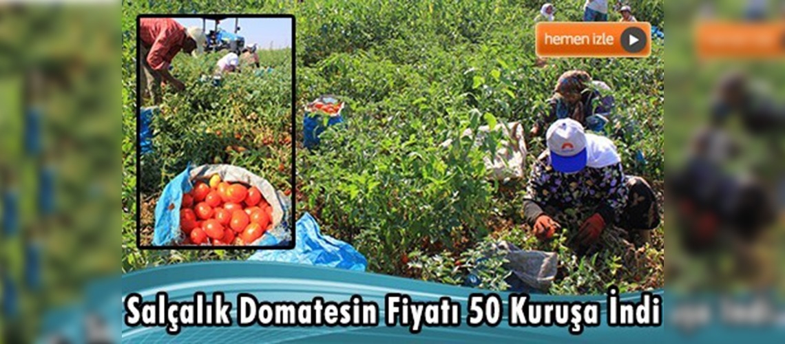 Salçalık domateste hasat hızlandı, fiyat 50 kuruşa indi