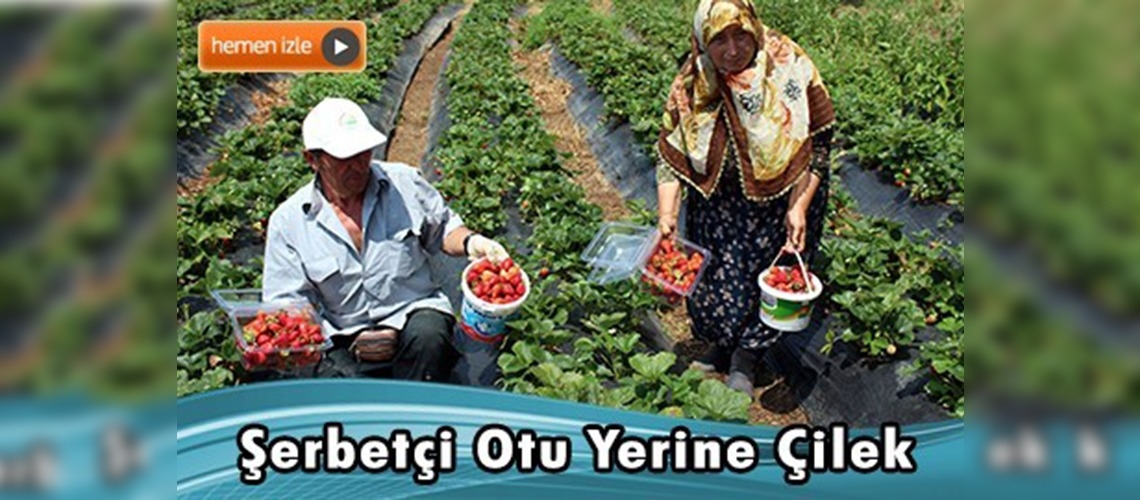 Şerbetçi otundan vazgeçen üreticinin yüzü çilekle gülecek