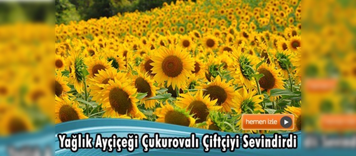 Çukurova çiftçisinin yüzü yağlık ayçiçeğiyle gülüyor
