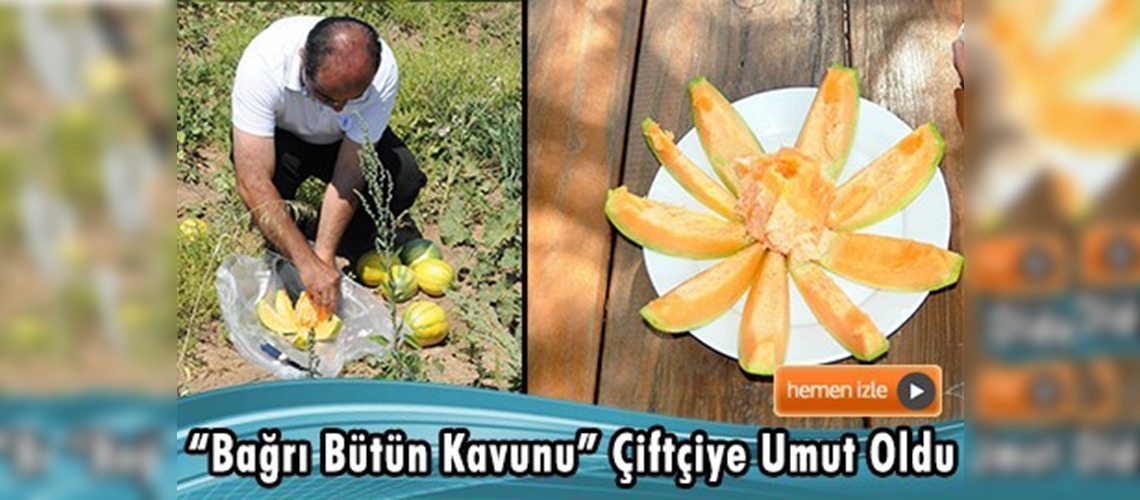 Yozgat Aydıncık'ta bağrı bütün kavununun ekim alanı arttı