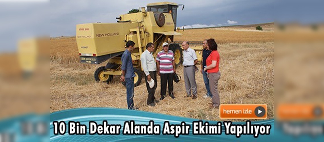 Kırıkkale'de aspir hasadı başladı