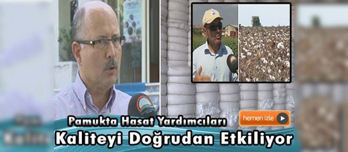 Pamuk hasadında yaprak döktürücü kimyasal kullanımının önemi