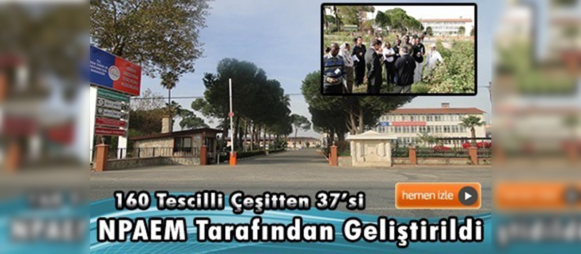 Nazilli Pamuk Araştırma Enstitüsü 81 yıldır pamuk peşinde