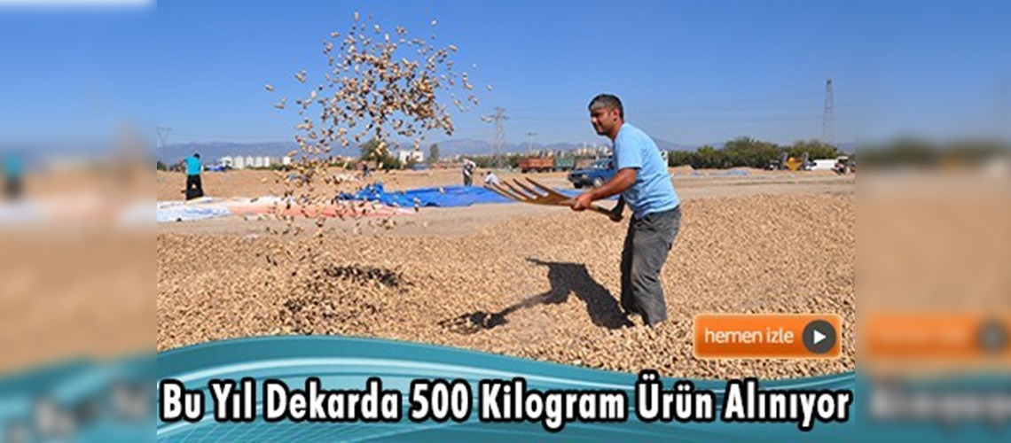 Çukurova'da yer fıstığı hasadı başladı