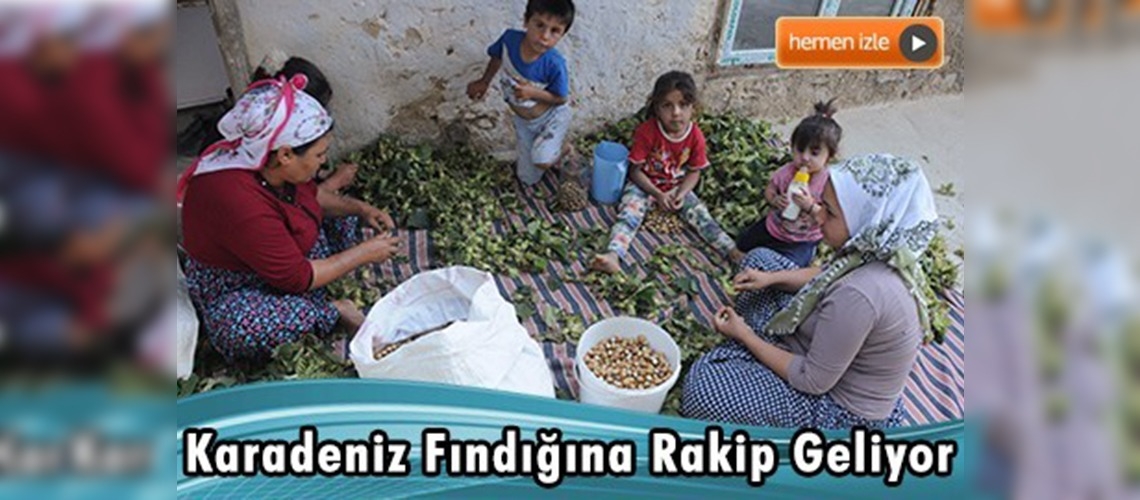  Karadeniz fındığına rakip geliyor