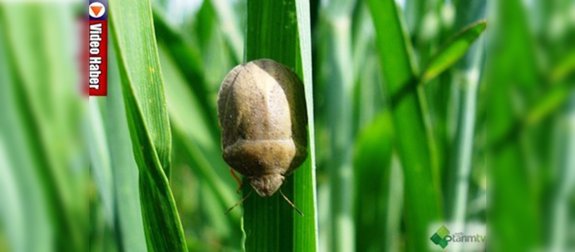 Hububat ambarında süneyle etkin mücadele