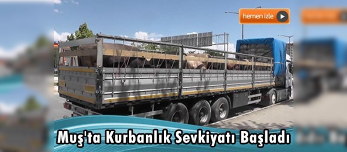 Muş'ta 55 bin küçükbaş, 21 bin büyükbaş kurbanlık sevkiyatı