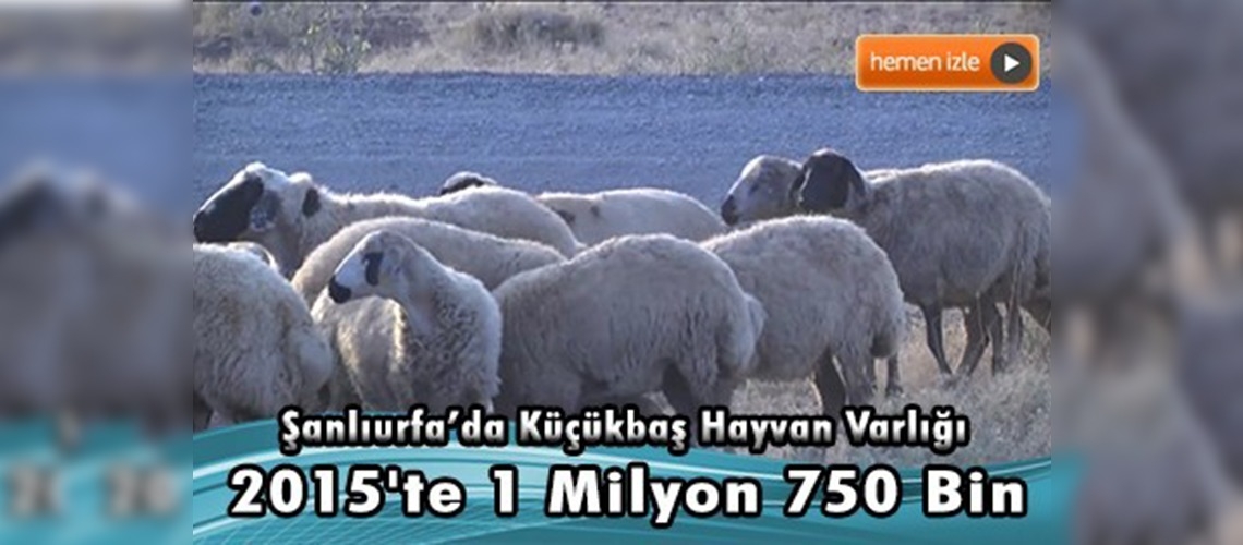 Şanlıurfa'da hayvancılık sektörü eski günlerine döndü