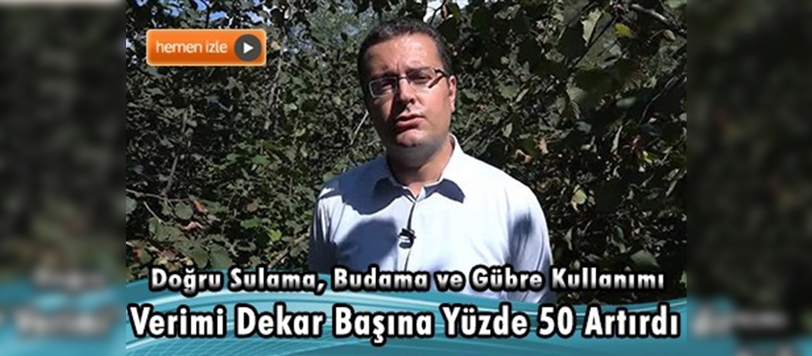 Fındıkta sulamanın verim ve kaliteye etkisi