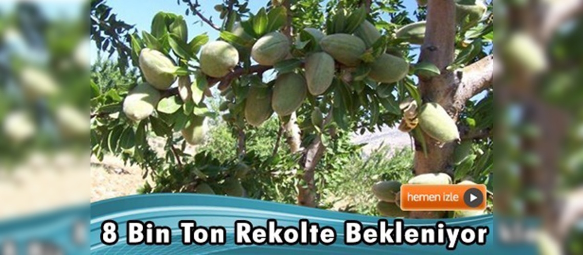 Çiftçiler bu yıl bademden beklediğinden fazla ürün alıyor