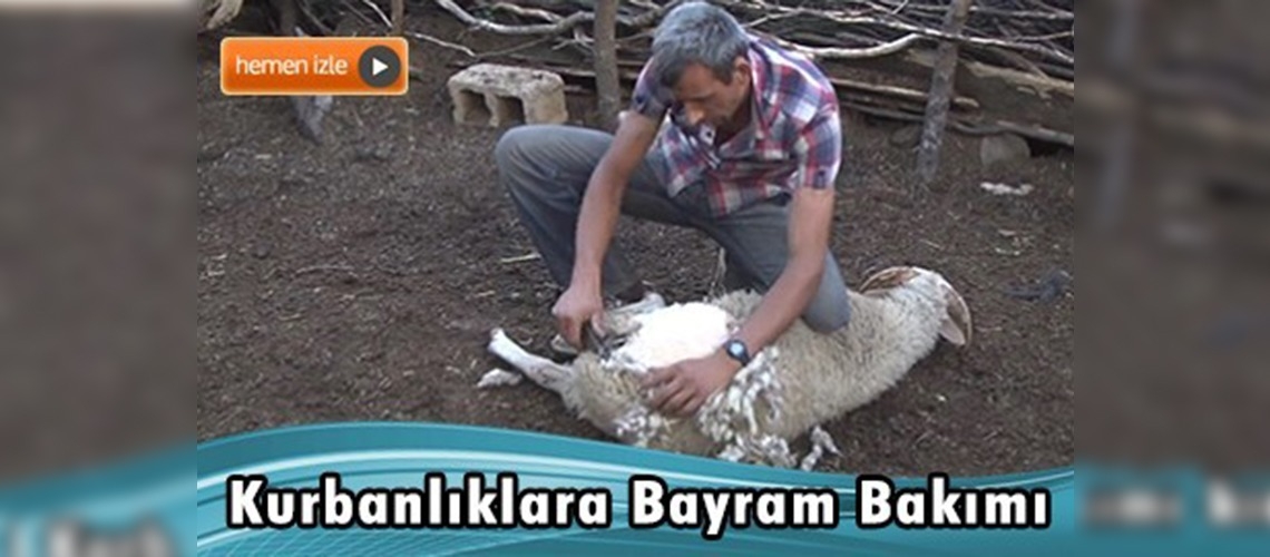 Kurbanlıklar alıcının karşısına bakımlı çıkıyor