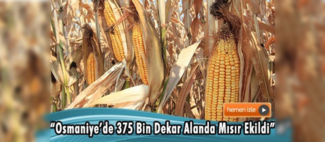 Mısır Çukurova'da birinci ürün haline geliyor