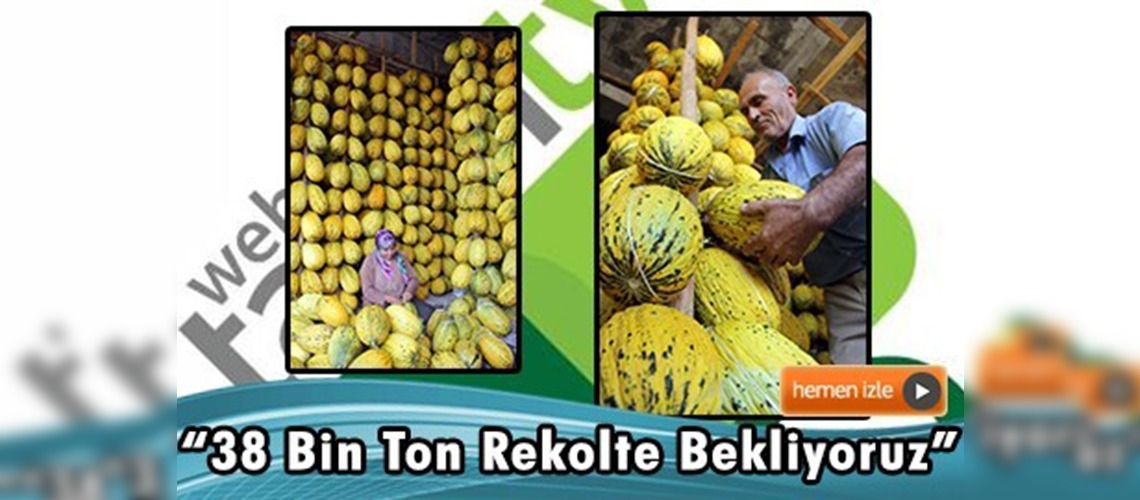 Kırkağaç'ta kavun hasadı başladı