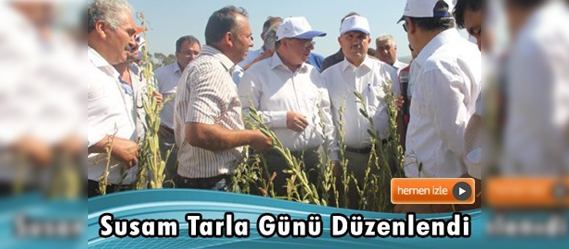 Muğla'da susam hasadı