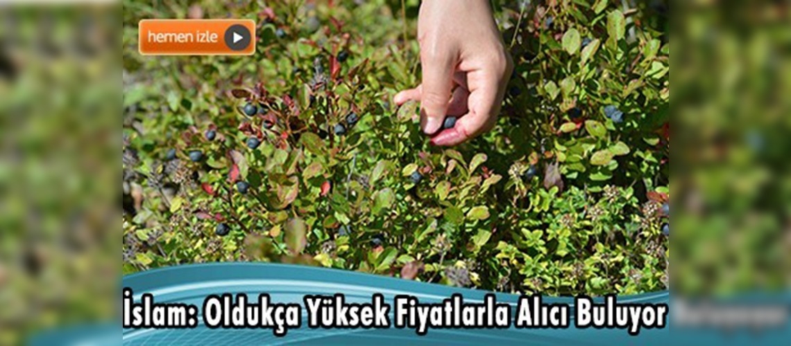 Mavi yemiş Karadenizli üreticiye kazandıracak 