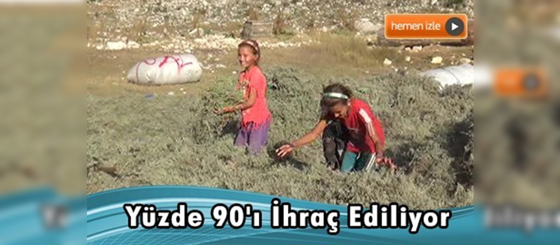 Sadece bu ilçede yetişiyor, dünyaya ihraç ediliyor 