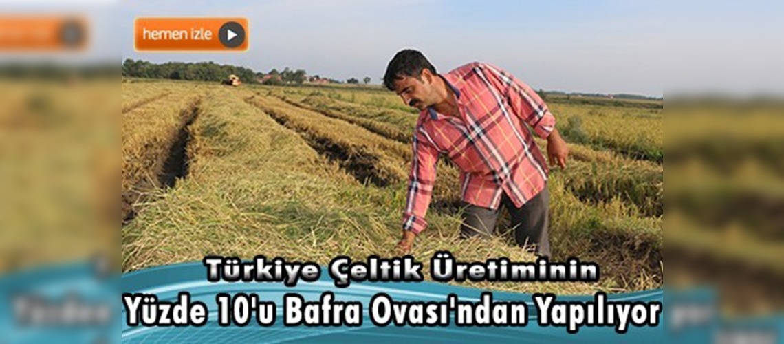 Bafra Ovası'nda çeltik hasadına başlandı
