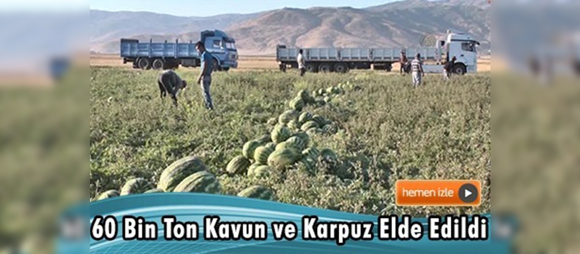 Muş'ta karpuz ve kavun hasadı devam ediyor