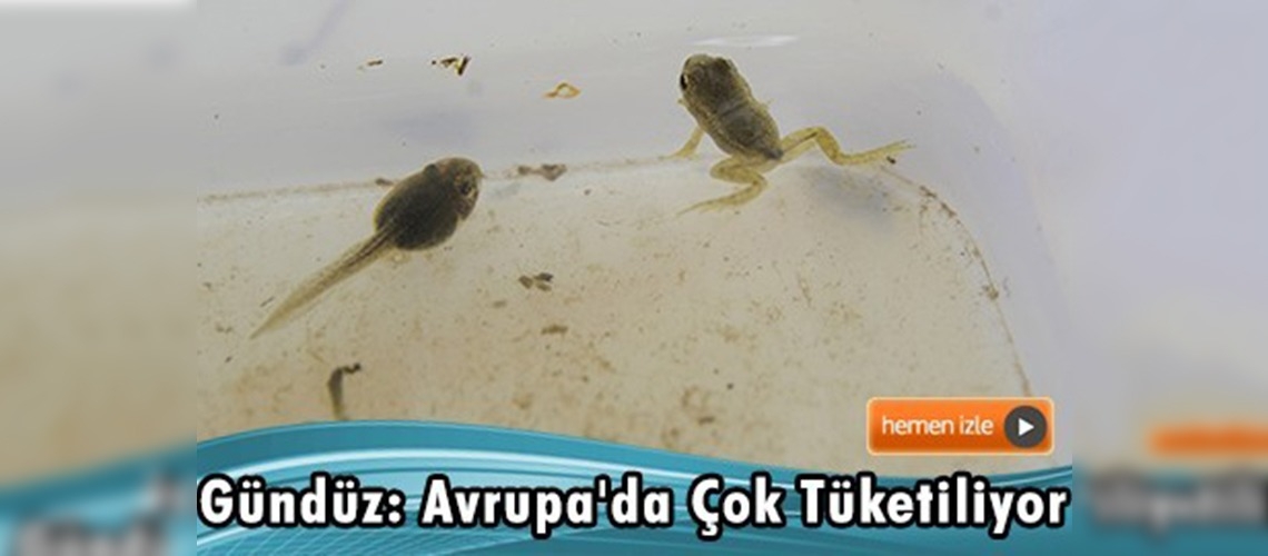 ''Kültür kurbağası'' ihraç edecekler