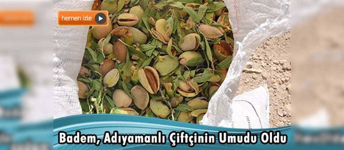 Adıyaman'daki badem hasadı çiftçinin yüzünü güldürdü