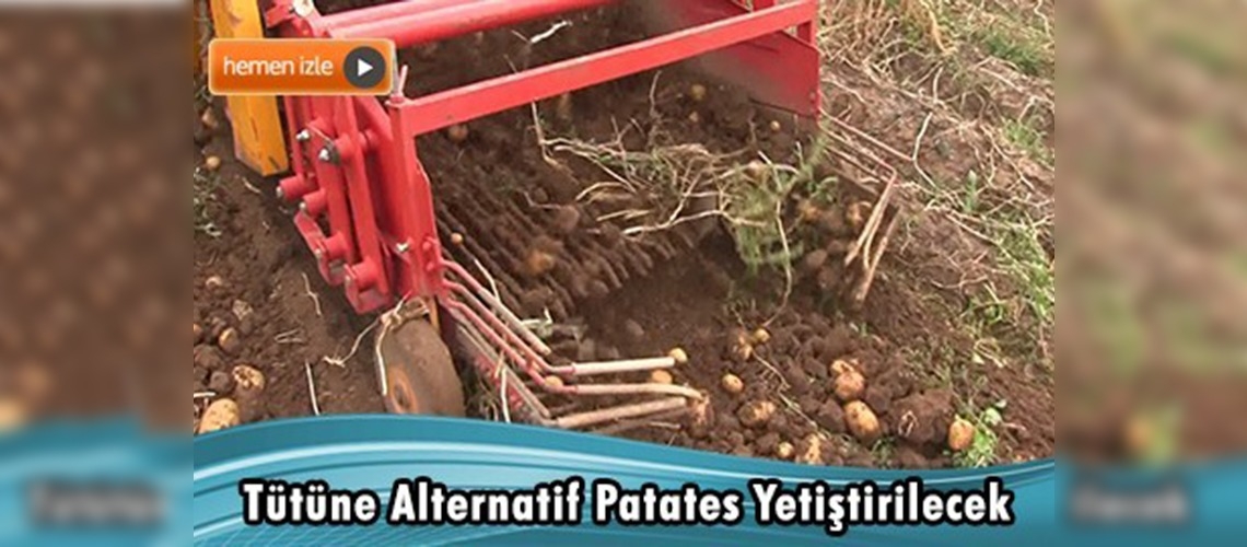 Muğla'da patates yetiştiriciliği hız kazandı