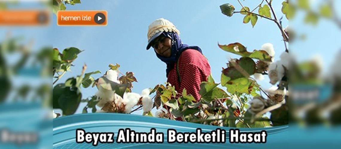 Şanlıurfa'da pamuk rekoltesi bir milyon tonu aşıyor