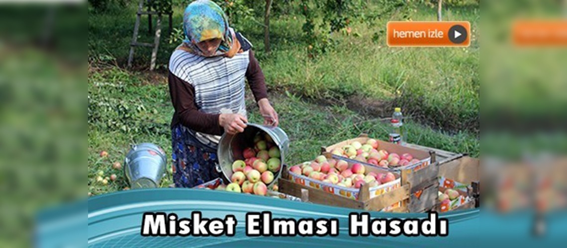 Amasya'da elma hasadı başladı