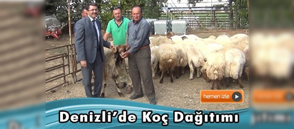 Çal ilçesinde 41 baş ivesi ırkı koç dağıtıldı