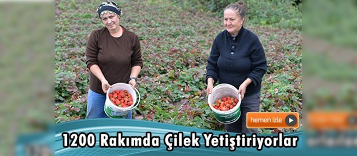 Karadeniz'de 3 mevsim çilek hasadı  