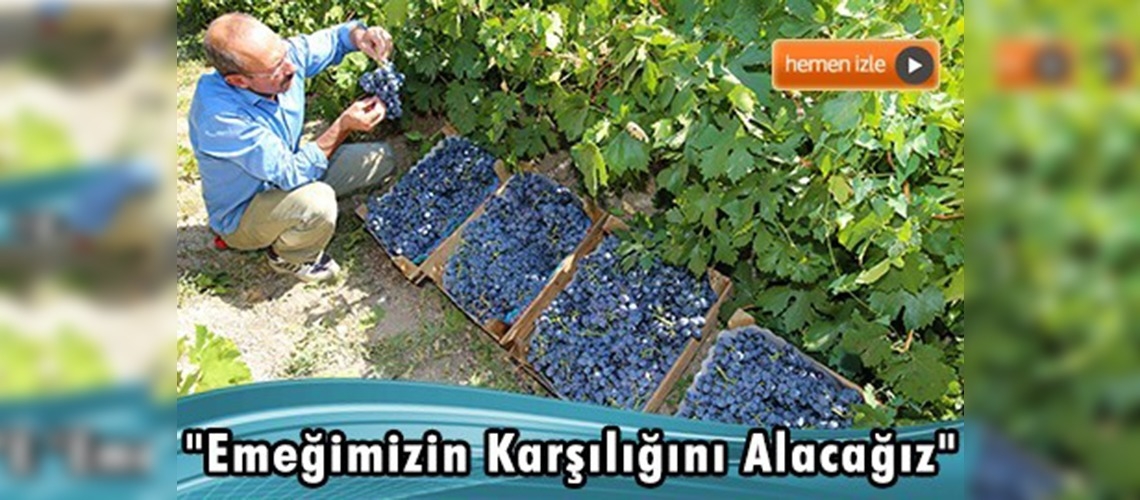 ''Cimin üzümü'' yüz güldürdü 