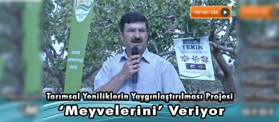 Antepfıstığında yeni çeşitler tanıtıldı