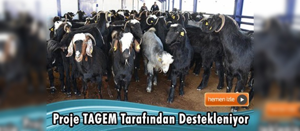 Honamlı keçisi ''yerli ırk'' olarak tescillendi 