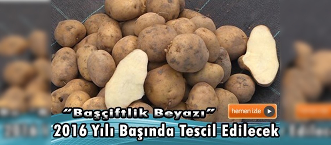 ''Başçiftlik Beyazı'' patates üreticisinin gözdesi olacak 