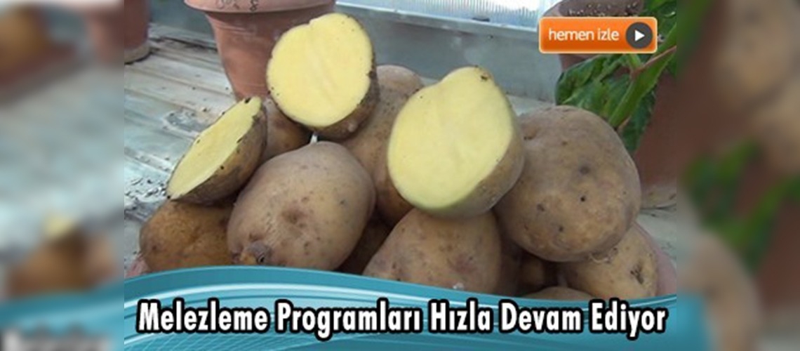 ''Allah diyen sarısı'' patatesi tescillenecek