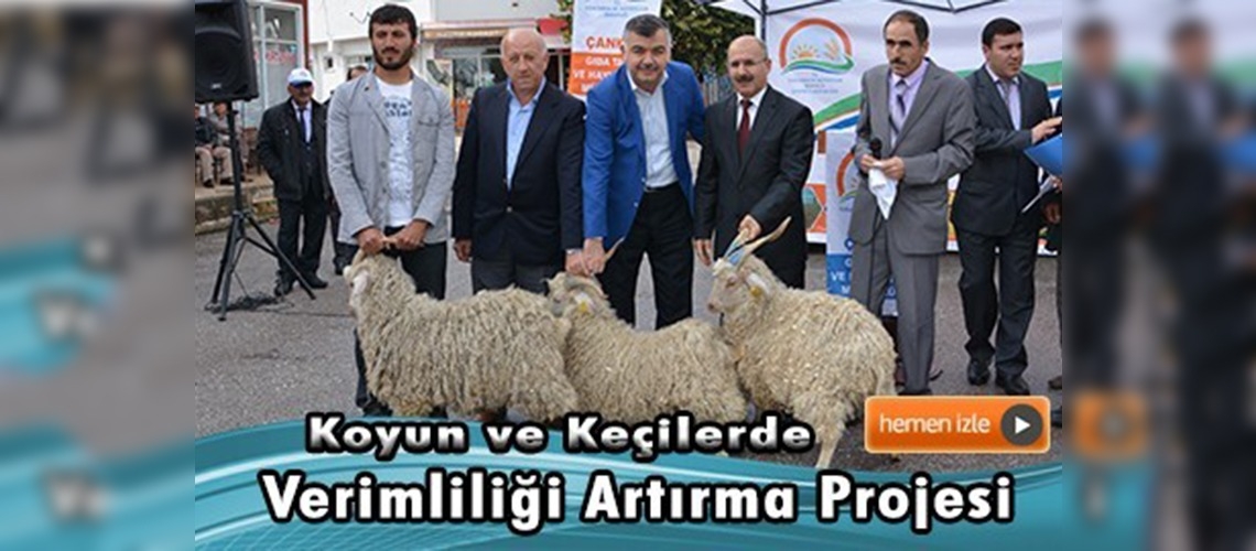 Çankırı'da üreticiye 24 Ankara Tiftik Keçisi dağıtıldı