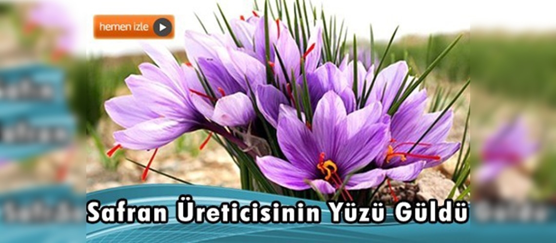 Karabük'te safran hasadı başladı